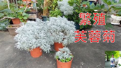 羅漢松 花 芙蓉菊種植